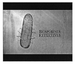 Заявка на торговельну марку № m201520571: biosporinus effectivus