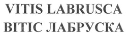 Заявка на торговельну марку № m201618015: vitis labrusca; labruska; вітіс лабруска