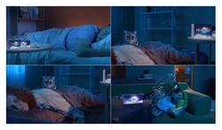 Заявка на торговельну марку № m202600247