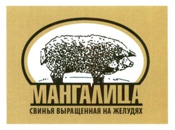 Заявка на торговельну марку № m201609661: мангалица; свинья выращенная на желудях
