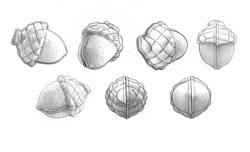 Заявка на торговельну марку № m202509886