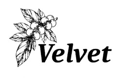 Свідоцтво торговельну марку № 333662 (заявка m202001651): velvet