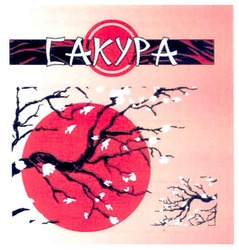 Свідоцтво торговельну марку № 176806 (заявка m201215395): cakypa; сакура