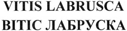 Заявка на торговельну марку № m201605916: vitis labrusca; вітіс лабруска; bitic