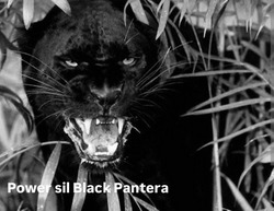 Заявка на торговельну марку № m202507235: power sil black pantera