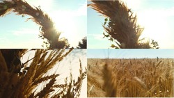 Заявка на торговельну марку № m202113878