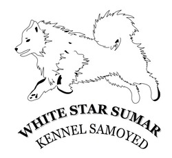 Свідоцтво торговельну марку № 290159 (заявка m201904462): white star sumar kennel samoyed