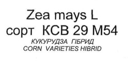 Свідоцтво торговельну марку № 132103 (заявка m200909411): zea mays l; corn varieties hibrid; сорт ксв 29 м54; кукурудза гібрид; copt; kcb 29 m54