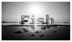 Заявка на торговельну марку № m202600756: fish