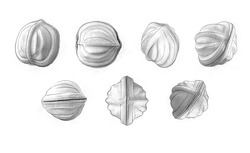 Заявка на торговельну марку № m202509884