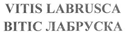 Заявка на торговельну марку № m201612364: вітіс лабруска; vitis labrusca