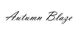 Заявка на торговельну марку № m202608322: autumn blaze
