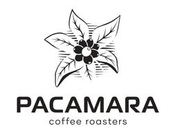 Заявка на торговельну марку № m202510823: pacamara coffee roasters