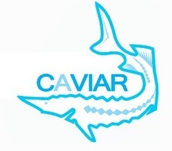 Свідоцтво торговельну марку № 257257 (заявка m201707271): caviar