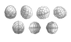 Заявка на торговельну марку № m202509883