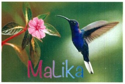 Свідоцтво торговельну марку № 288784 (заявка m201902604): malika