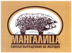 Заявка на торговельну марку № m201615275: мангалица; свинья выращенная на желудях