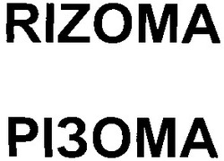 Свідоцтво торговельну марку № 50557 (заявка 2003066276): різома; rizoma