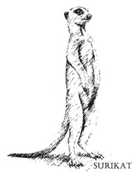 Свідоцтво торговельну марку № 192953 (заявка m201315252): surikat